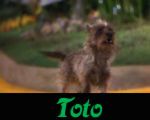 Toto Gallery